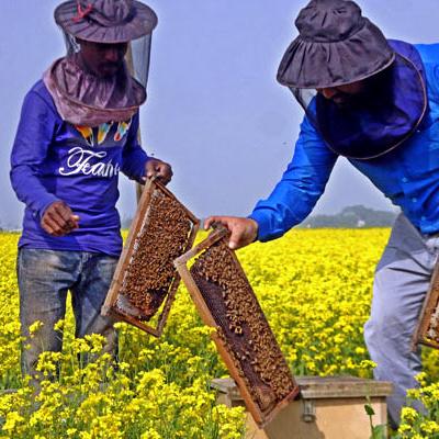 প্রাকৃতিক চাকের মধু (চাকসহ/চাকছাড়া) - 1kg